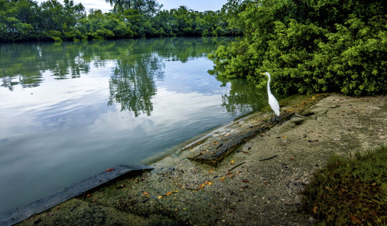 Tropical bird white heron by water hunting in Sarasota, Florida